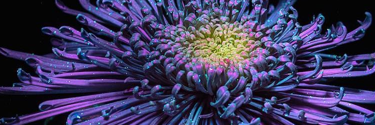 Цветы в ультрафиолете - Дебора Ломбарди